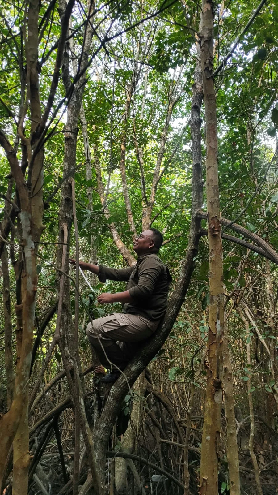 Measuring mangrove structure in the field