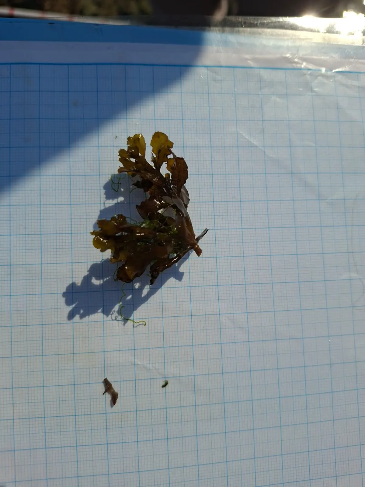 A pressed plant specimen from fieldwork