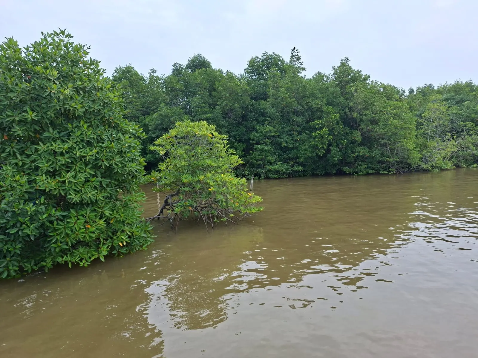 Mangrove-lined tidal creek at a field site
