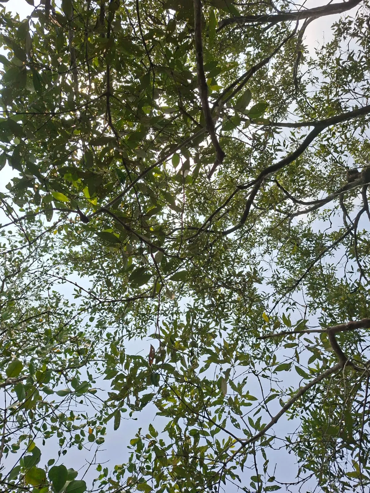 Mangrove canopy viewed from below