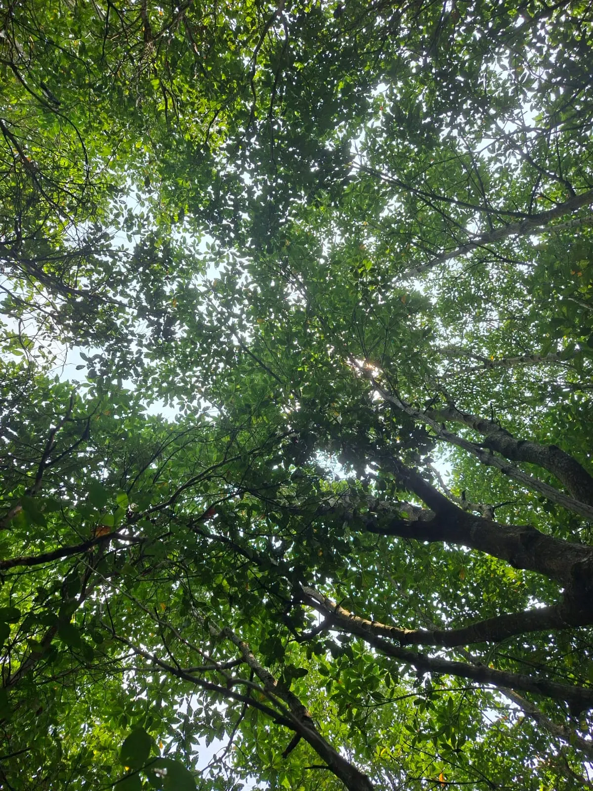 Mangrove canopy viewed from below