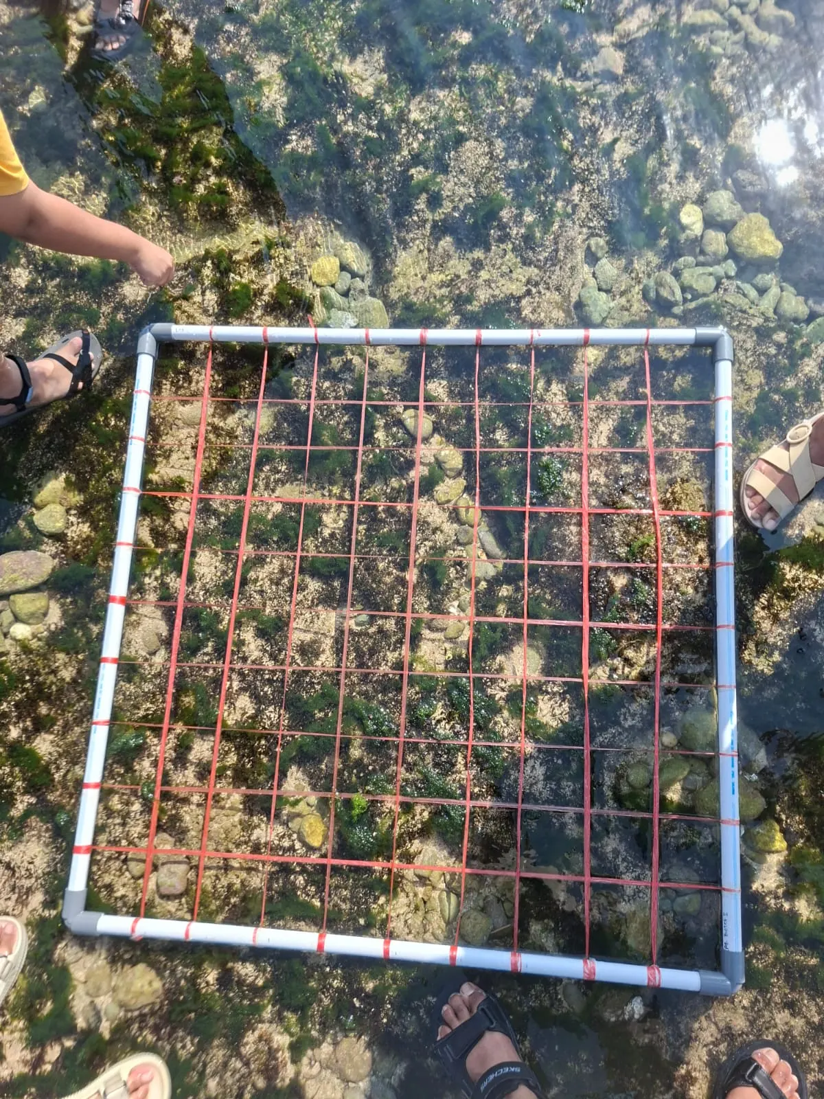 Quadrat sampling frame on a tidal flat