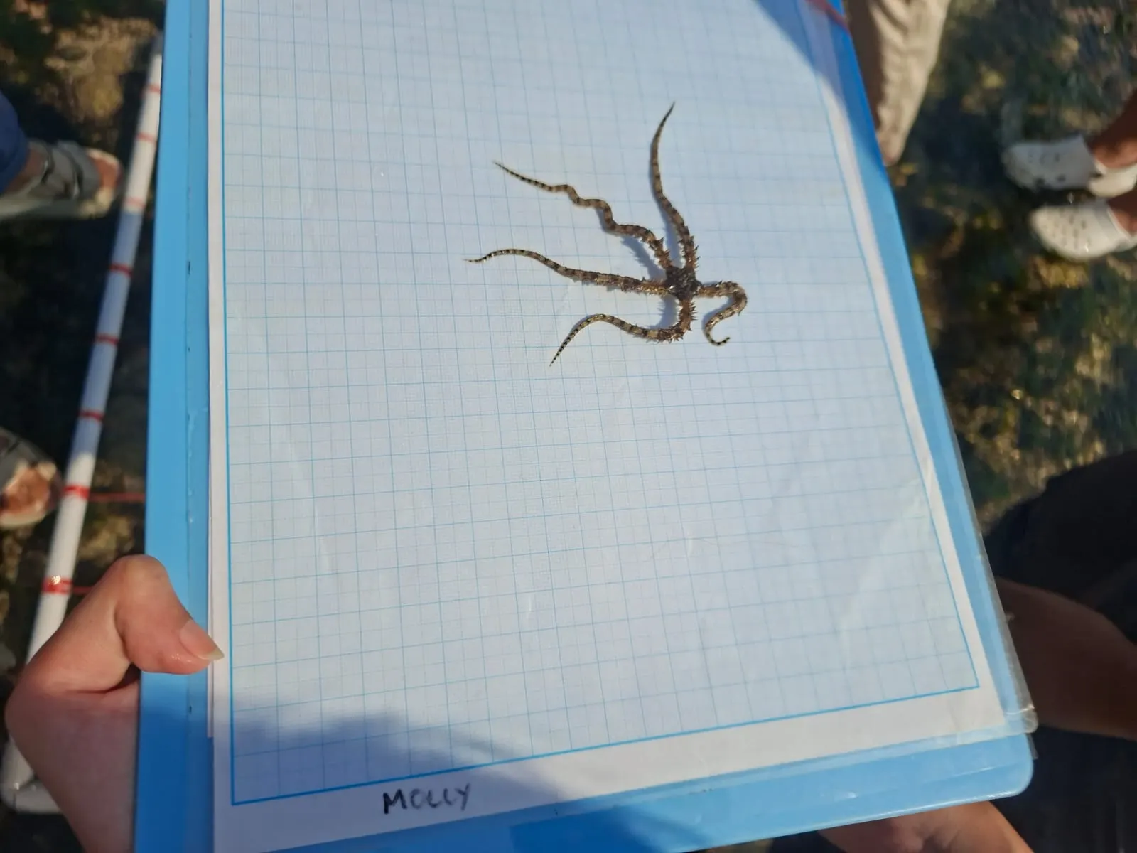 A collected specimen laid out for recording