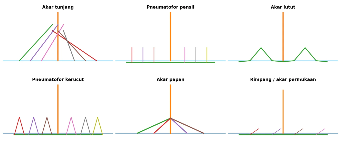 Diagram tipe akar mangrove